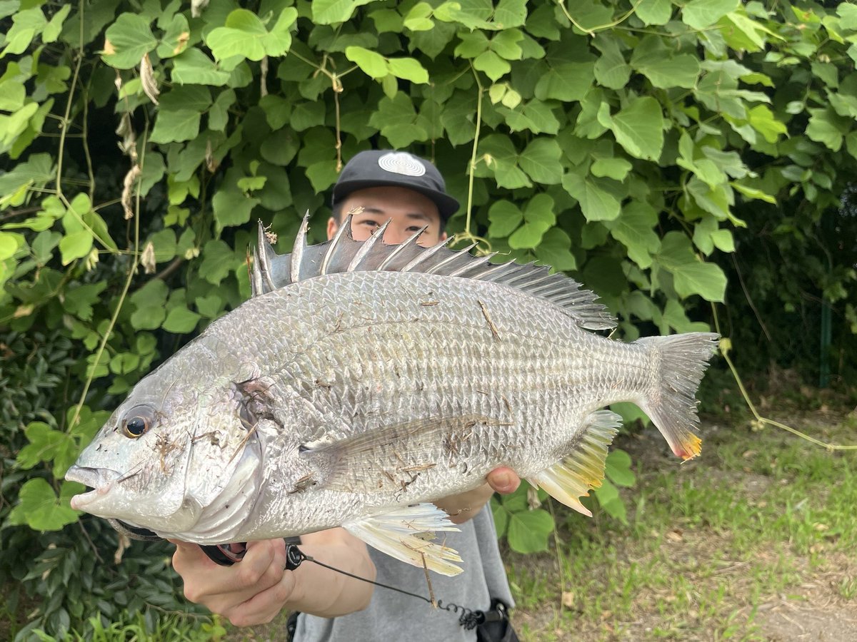 Yellowfin_Lover's tweet photo. 港湾チニング🚢
いつものポイントが工事で入れず新規開拓したらキビレの溜まり場を発見👀
巻きの釣りベースでよく釣れてくれました https://t.co/2LOaJy1GdT