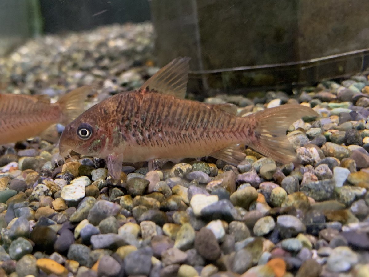 コリドラス シパリウィニ
コリドラス アンツェスター
コリドラス パンタナルエンシス(オス)
も入荷しています
#コリドラスシパリウィニ
#コリドラスアンツェスター
#コリドラスパンタナルエンシス
#コリドラス