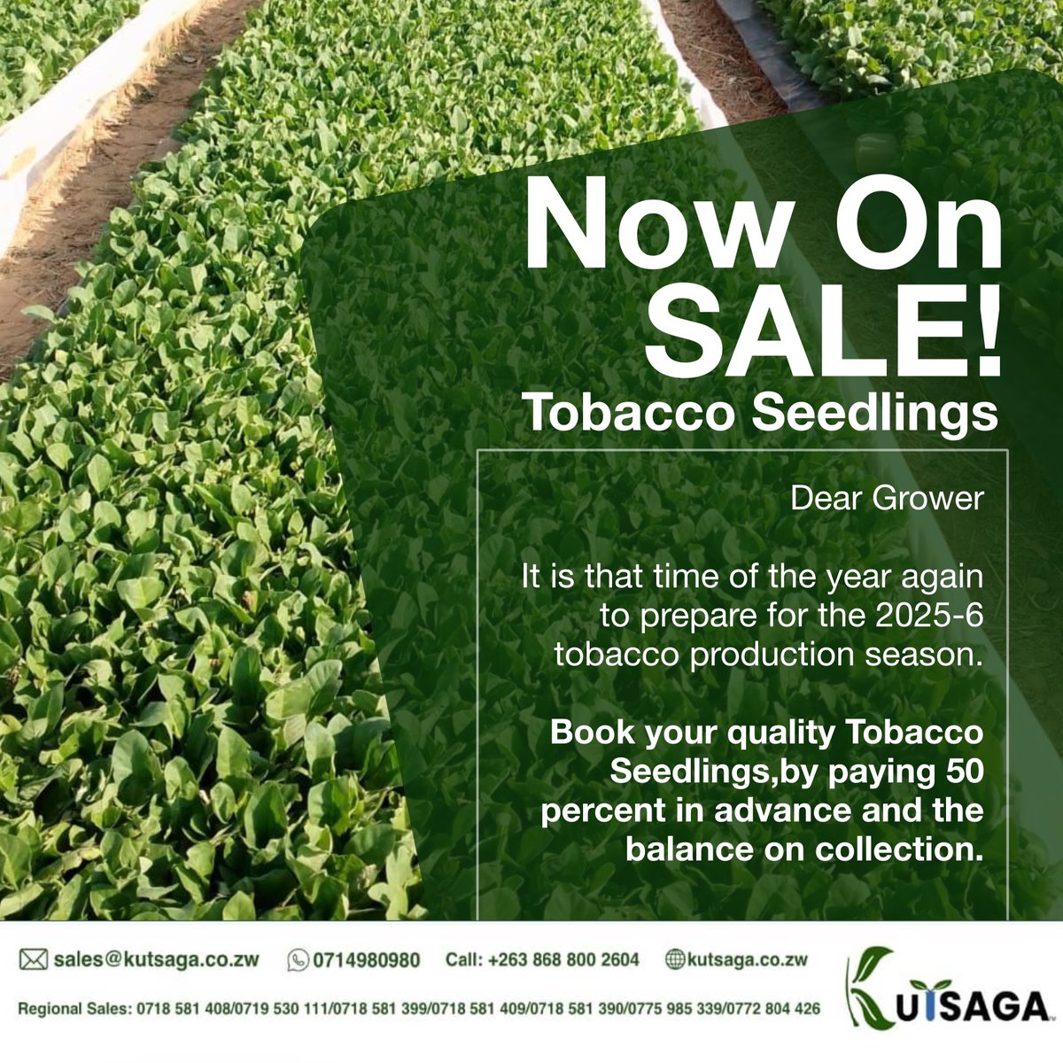 Prepare for your next tobacco production season with our top-quality seedlings.

Book now with 50% deposit pay the balance on collection. Limited slots available!

#TobaccoSeason #SeedlingBooking #FarmReady