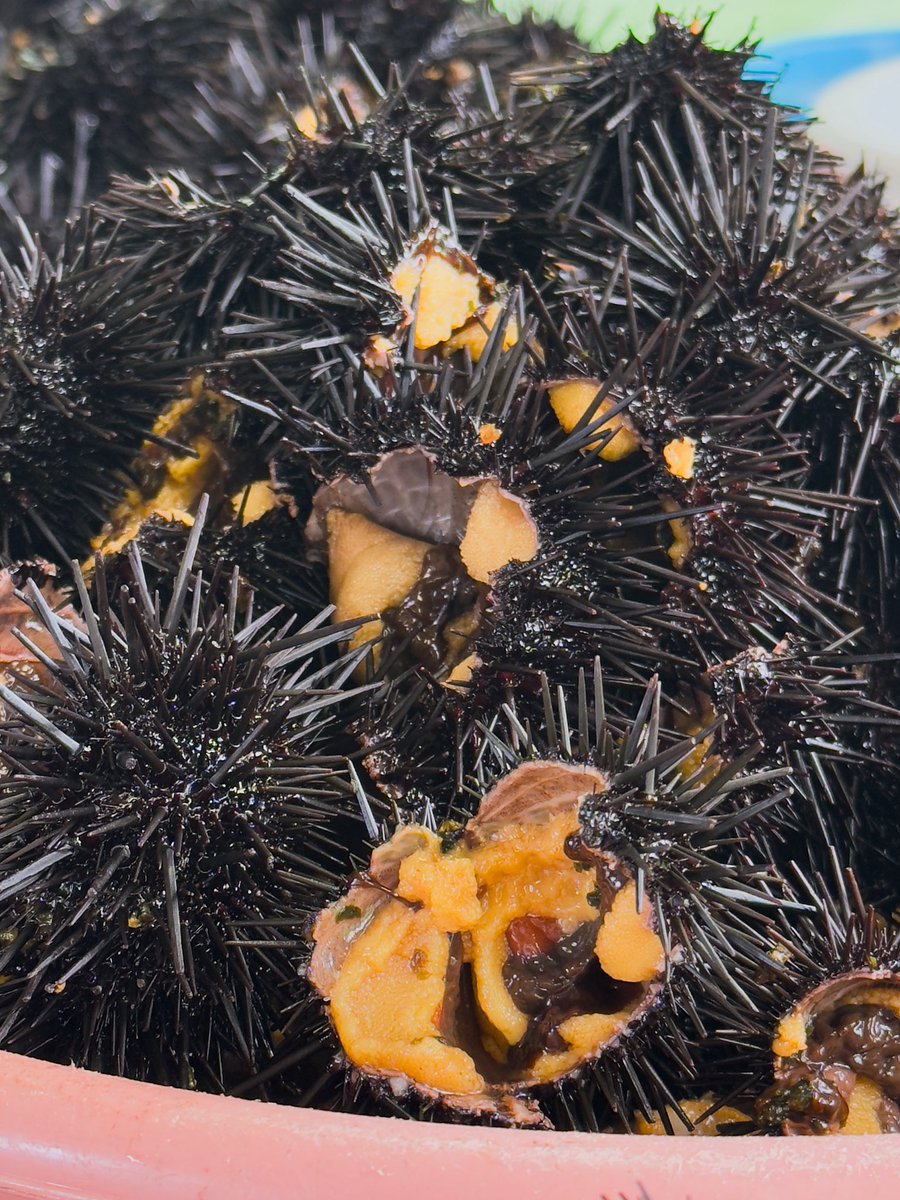 HashikamiNet's tweet photo. โTis the season for sea urchins!
ย
The sea urchin harvest has begun in Hashikami!
Everyday fresh sea urchin is available at Hashikami Hama no Eki Aldiva (@aldiva300519) and other shops where fresh seafood is sold!
#seaurchin
#seafood
#oceantotable
#japan
#amazingaomori https://t.co/vdJ26za3rk