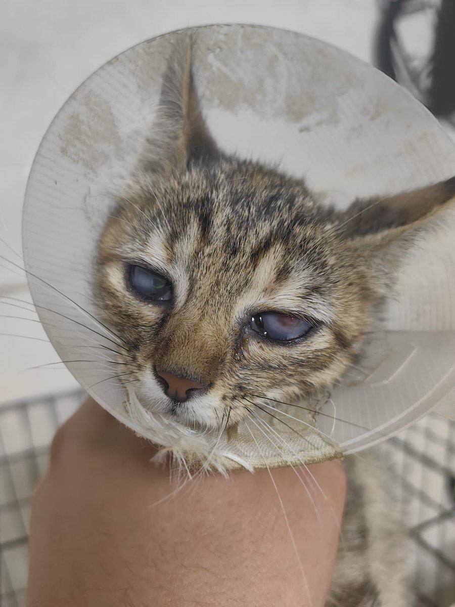 Veterineriyle konuştum Kiraz'ın ameliyatı büyük ihtimalle cuma olacak eğer bir terslik olmazsa.  Kardeşi Biber de karma aşısını olup güvenli bir bahçeye gönderilecek. Kiraz'ın göz ameliyatı + PRP ve ilk karmaları toplam 10bin tutacak desteğe ihtiyacımız var.