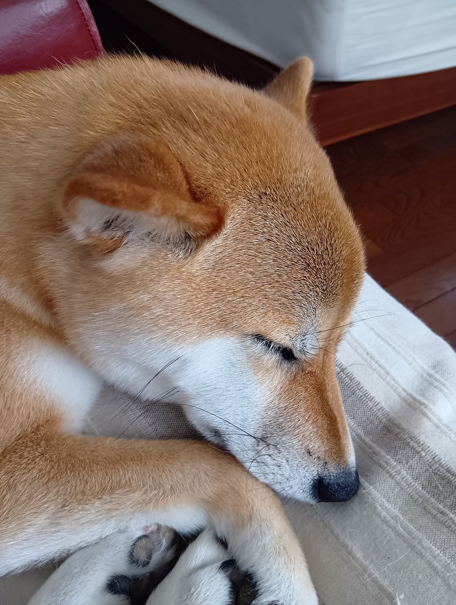 本日2歳の誕生日です！
早く帰ってお祝いしようね🎂