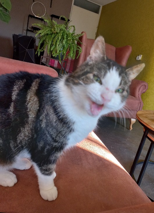 Ik was weer via het slaapkamerraam het balkon op gesprongen.
Toen ik terug wilden wist ik niet hoe dat moest.
Nou flink zitten schreeuwen dat mens me moest komen redden.
Heeft wel ff geduurd voordat ze wakker werd.😼😼😼