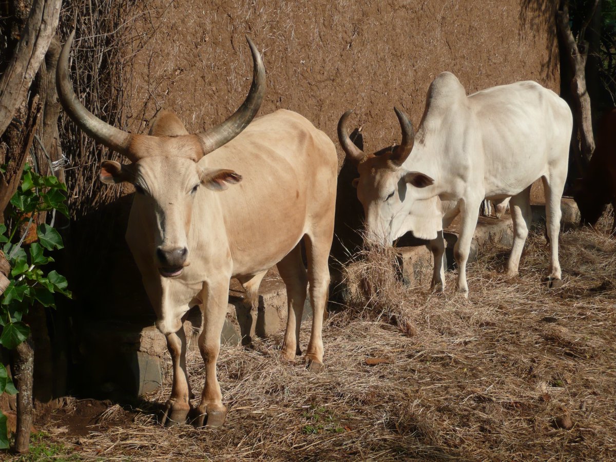 Program seeks to map livestock routes in Ethiopia and Kenya to help improve services for pastoralists&gt;smartfarmerkenya.com/program-seeks-… #pastoralists #livestockfarming #livestock #animals