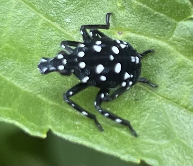 growplantsgrow's tweet photo. *sigh* - I was so delighted to find this little fellow in my garden . . . until I identified him. Spotted Lanternfly larvae - an invasive species that poses a significant threat to agriculture and the ecosystem. #InsectTuesday #Nature βΉοΈ https://t.co/KU2NO0okBz