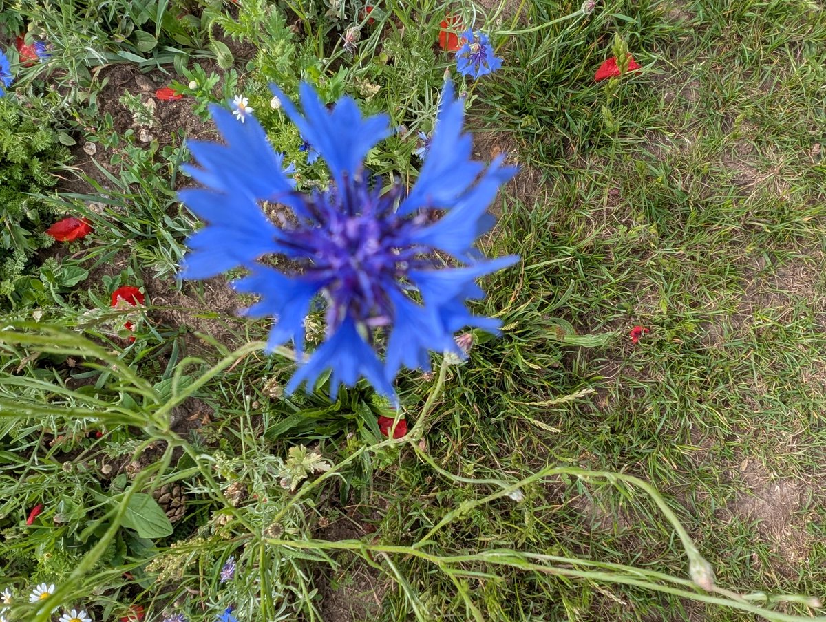 The #Flowertable for the next couple of days are taken from the lovely wild flower patch by the Millennium Hall Liphook.
Asteraceae   
CORNFLOWER  
Centaurea cyanus