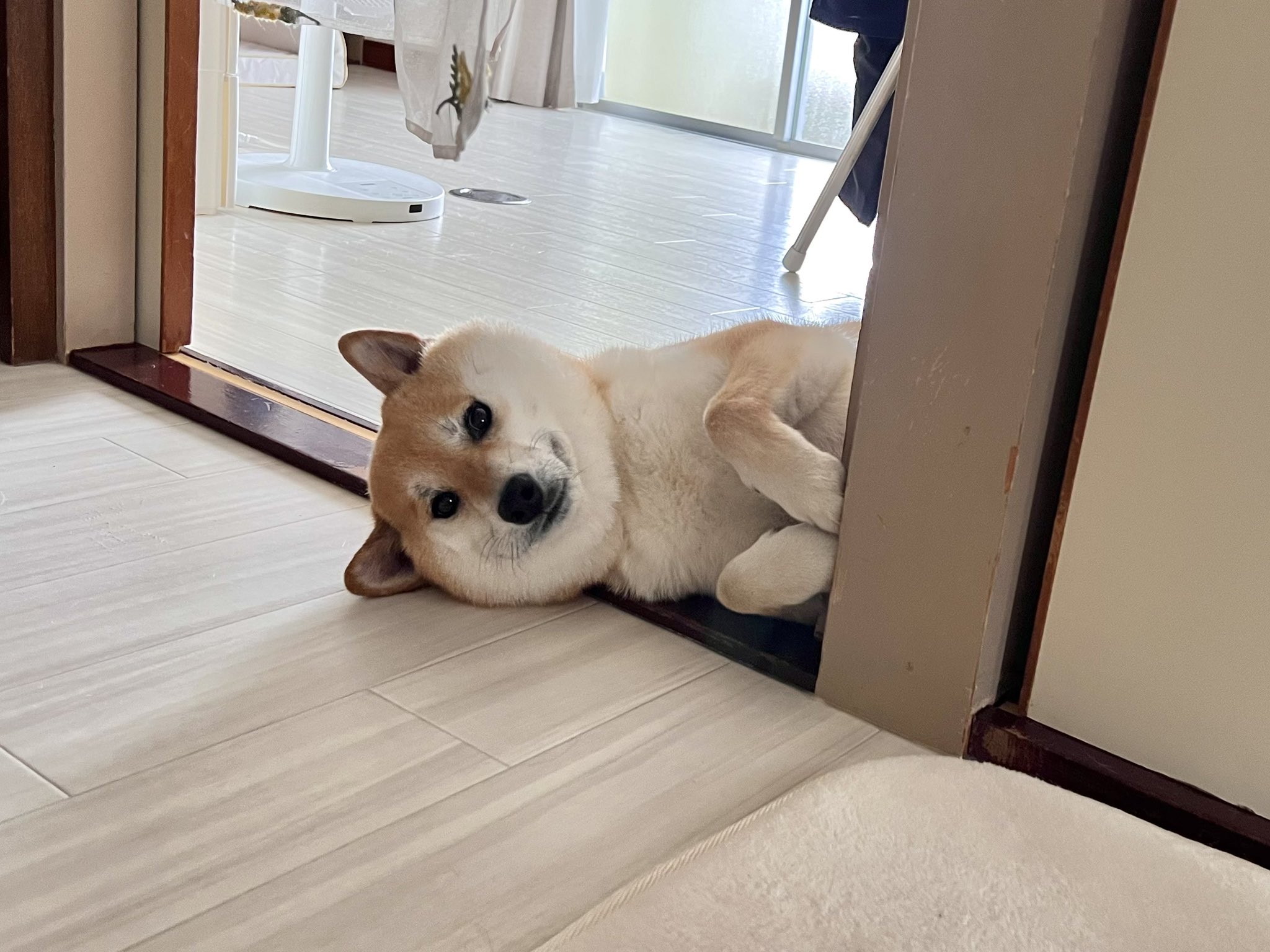 柴犬ふう太 on X: 