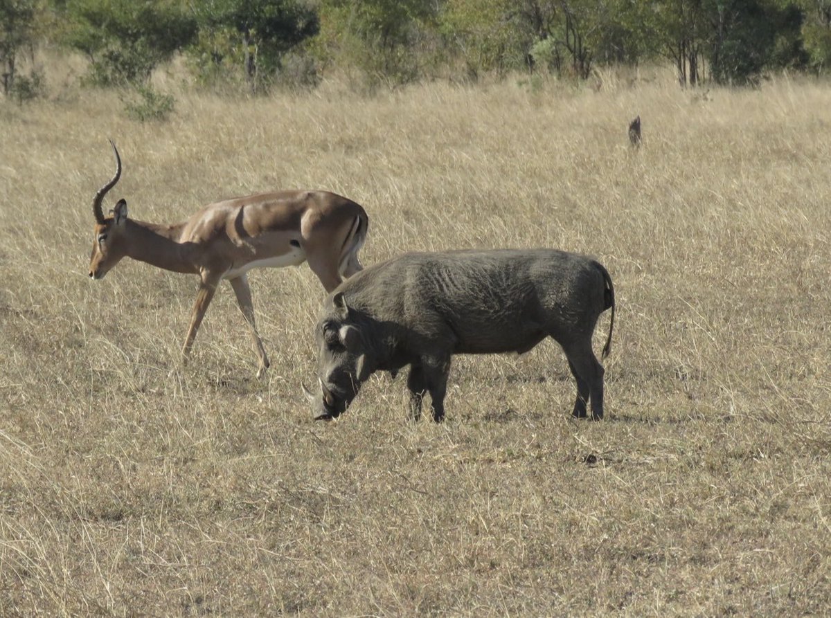 Pumba and Impala peacefully enjoying their breakfast .Luckily spotty is nowhere to be seen.👌🏿👌🏿
#Myoffice
📍KNP