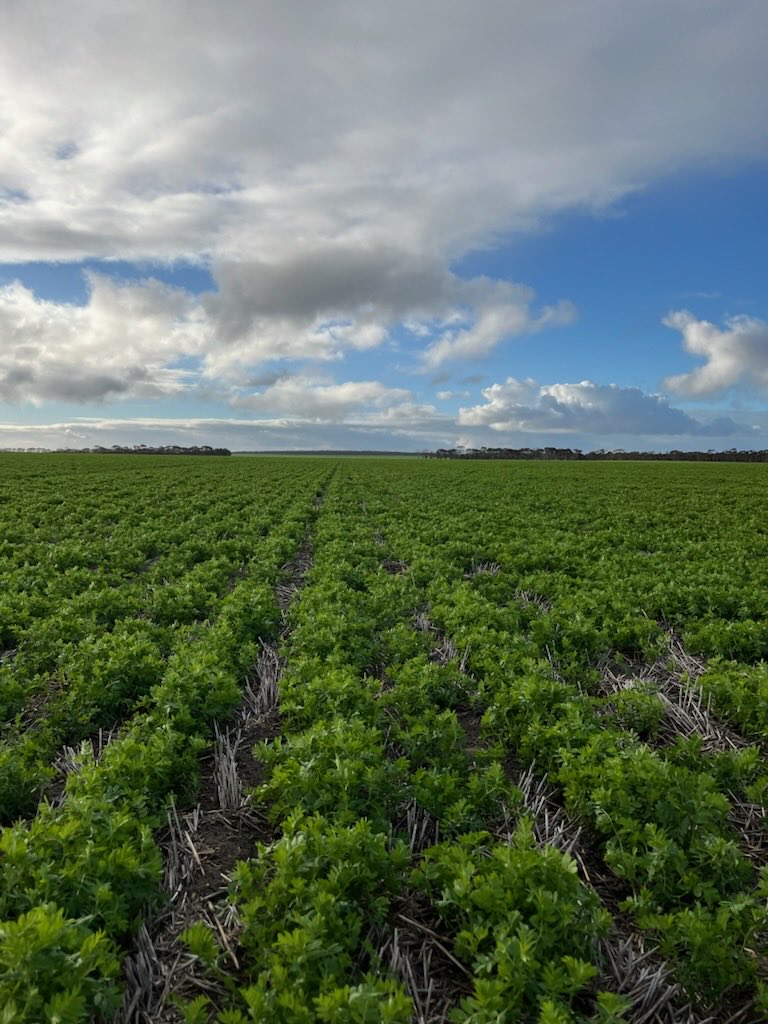 David Clegg (@clegg1604) on Twitter photo New conventional medium sized lentil CIPAL 1701 growing well at Wittenoom Hills north east Esperance. Bolt replacement. <a href="/AuSeednet/">Seednet_au</a> <a href="/marksey77325134/">Mark Seymour</a> To be named spring 2025. New conventional medium sized lentil CIPAL 1701 growing well at Wittenoom Hills north east Esperance. Bolt replacement. <a href="/AuSeednet/">Seednet_au</a> <a href="/marksey77325134/">Mark Seymour</a> To be named spring 2025.