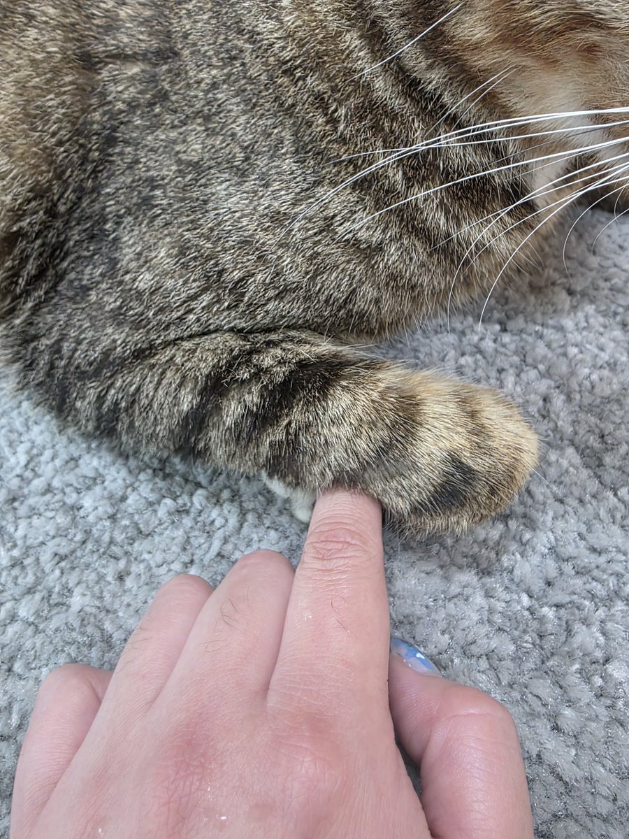 dalbomom's tweet photo. 젤리에 손 가져다주면 챱 하고 감싸주는 따수운 아톰이🐱 
따수운 아톰이랑 제발 가족이 되어주세요! 🙏
아톰아 언니, 삼촌들이 끝까지 해보께!!!! 🙌🙌
#가족찾는아톰 #길냥이구조 #입양처급구 #임보처도괜찮아요 https://t.co/y5qWi47yOp