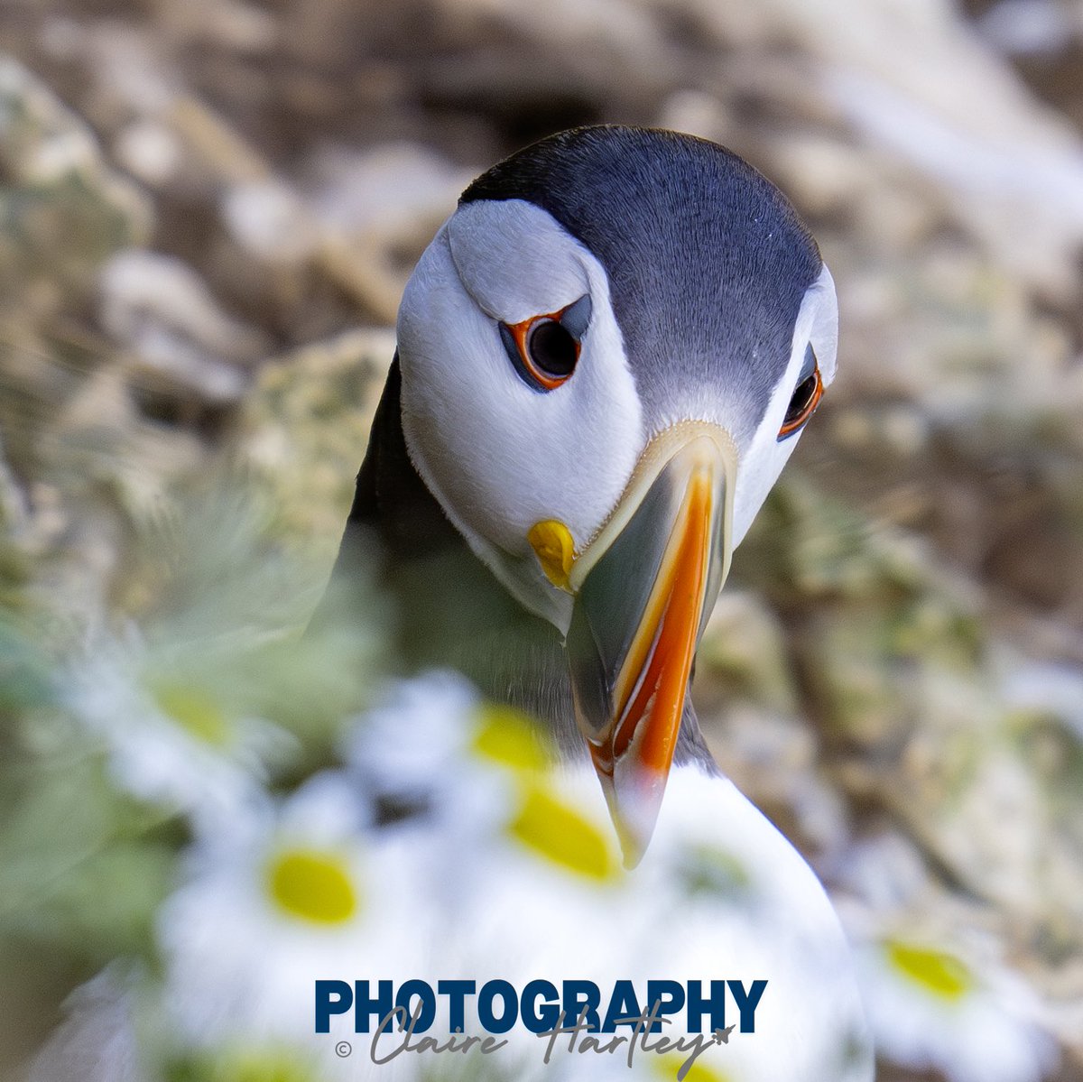 Puffin in the daisies