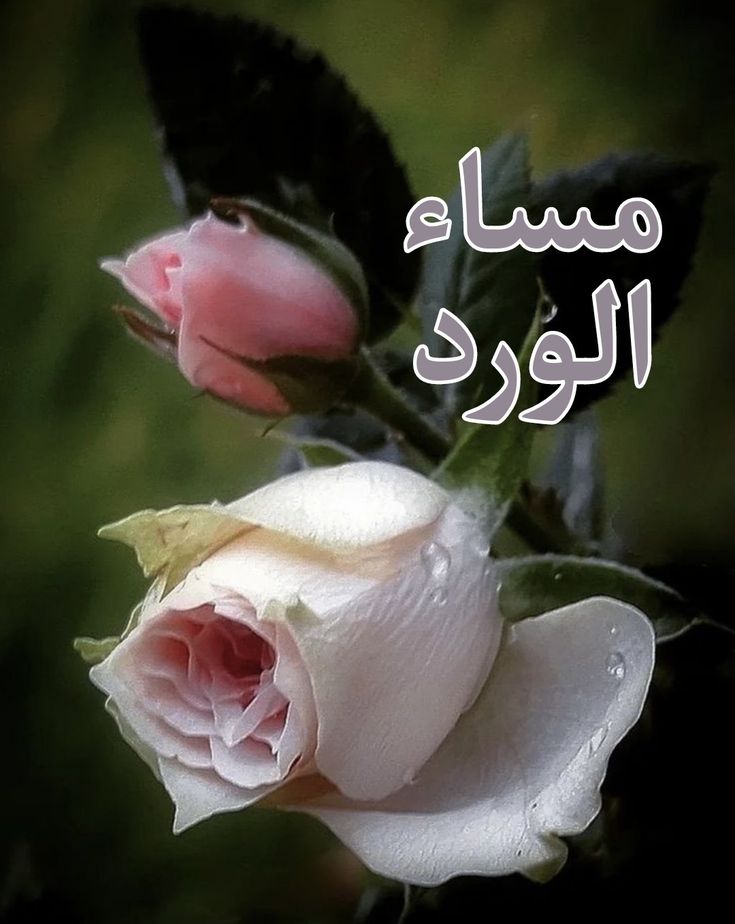 Samer ‏سامر tweet media