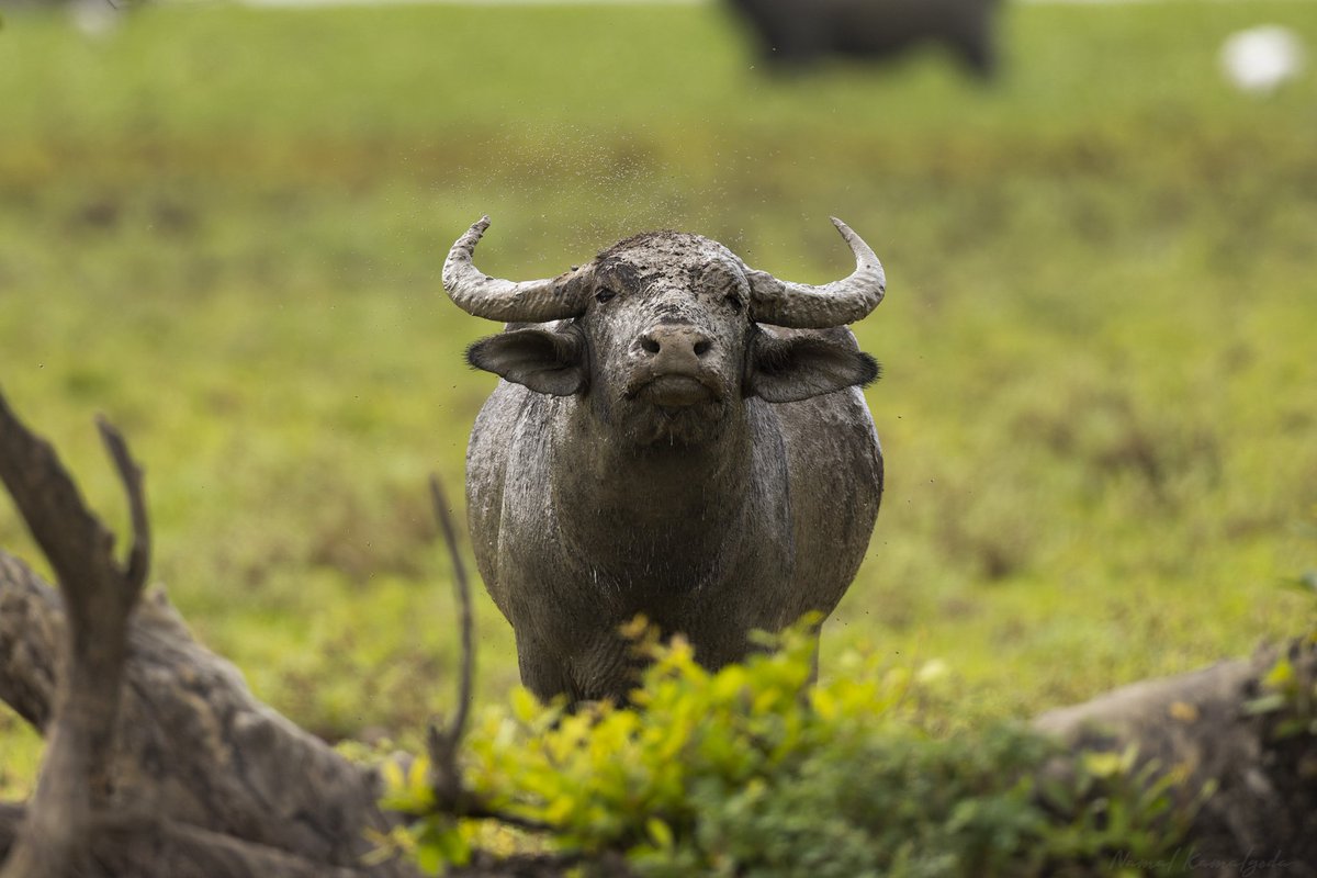 Namalkamalgoda's tweet image. Who goes there? A Asiatic Water Buffalo on alert in Kumana National Park 

#srilanka #travel #srilankansafari #kumana #WildlifePhotography #buffalo #waterbuffalo #canonwildlife #BBCwildlifePOTD #yourshotphotographer #bbcwildlifemagazine #planetearth #natgeowild