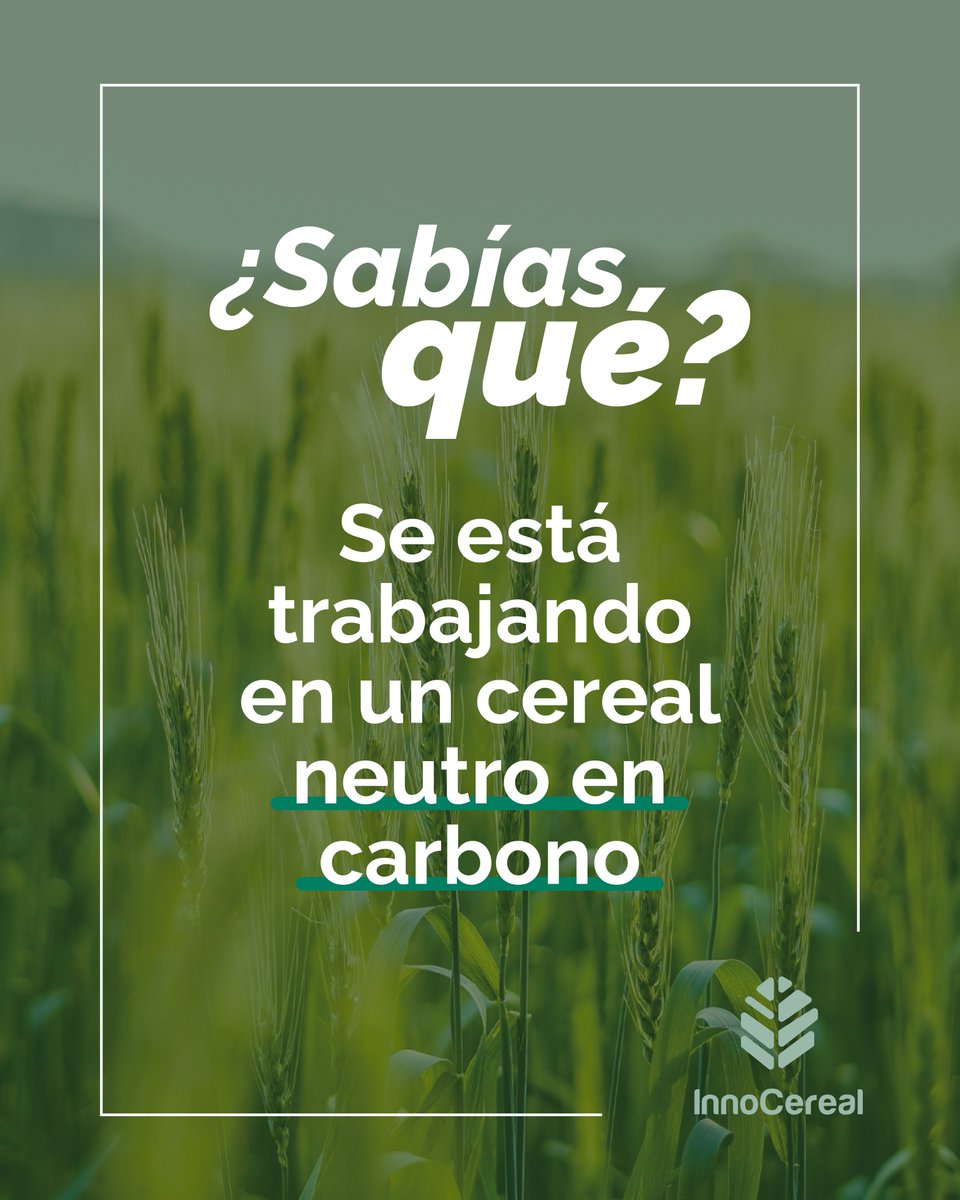Life_Innocereal's tweet image. 🌾¿Sabías que se está trabajando en un cereal neutro en carbono?
#LIFEInnocerealEU promueve una agricultura más sostenible mediante Buenas Prácticas Agrarias y tecnologías innovadoras
¡Descúbrelo aquí! 👉 uco.es/investigacion/…
@LIFEprogramme #CerealesVerdes