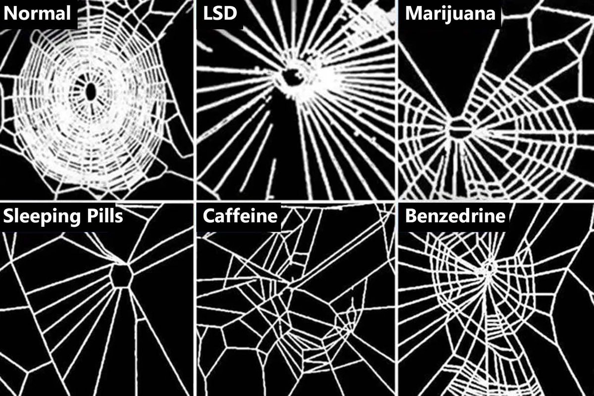 A la dècada de 1980 la NASA va fer un estudi força curiós, q volia veure els efectes de la cafeïna. Van triar les aranyes perquè van pensar q podrien visualitzar de manera molt senzilla l’impacte simplement veient com fabricaven les teranyines. Els resultats varen ser sorprenents