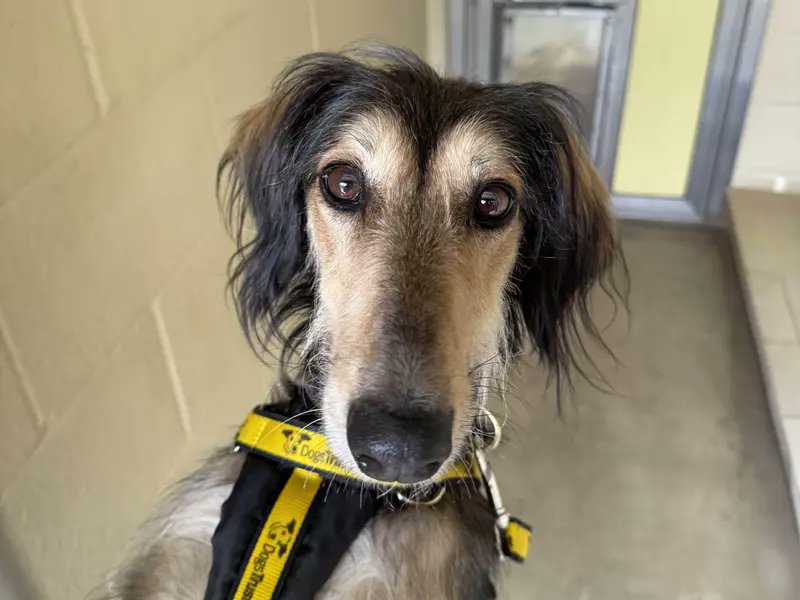 Don't scroll past Beans without saying hello! Give her a like to make her day 🐶💛

[Image description: A Saluki dog wearing a yellow Dogs Trust harness looking straight at the camera. It is a close up shot where you can see her gorgeous brown eyes.]