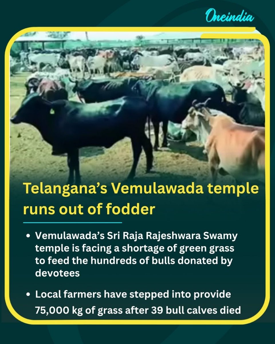 Oneindia's tweet photo. After 39 bull calves died due to fodder shortage at Sri Raja Rajeshwara Swamy Temple, local farmers stepped in to supply 75,000 kg of green grass, helping feed the remaining hundreds of donated bulls.
#VemulawadaTemple #BullCrisis #DevoteeDonation #FarmerSupport #TempleNews #AnimalWelfare
#NewsUpdate
#OI