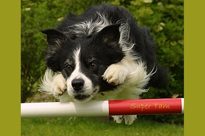BCTGB's tweet image. ๐พ๐ A Huge Thank You! ๐๐พ
Weโd like to extend our sincere thanks to the amazing members of Up N Over Agility Dog Training Club for their generous donation to Border Collie Trust GB, received yesterday! ๐ถ
facebook.com/groups/1438944โฆ