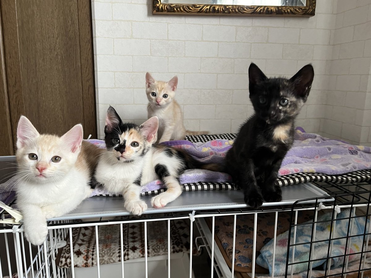 非営利団体『ちーむ にゃいんず』 on X