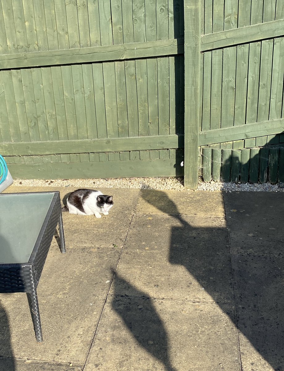 I thinking of our lovely furiend Jerry and sending lots of love to his family.  💞🐾💞🌈 #HedgewatchForJerry