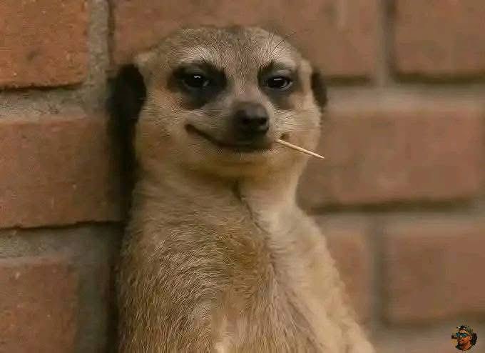 YOUR VILLAGE PEOPLE ✊🏿 tweet media