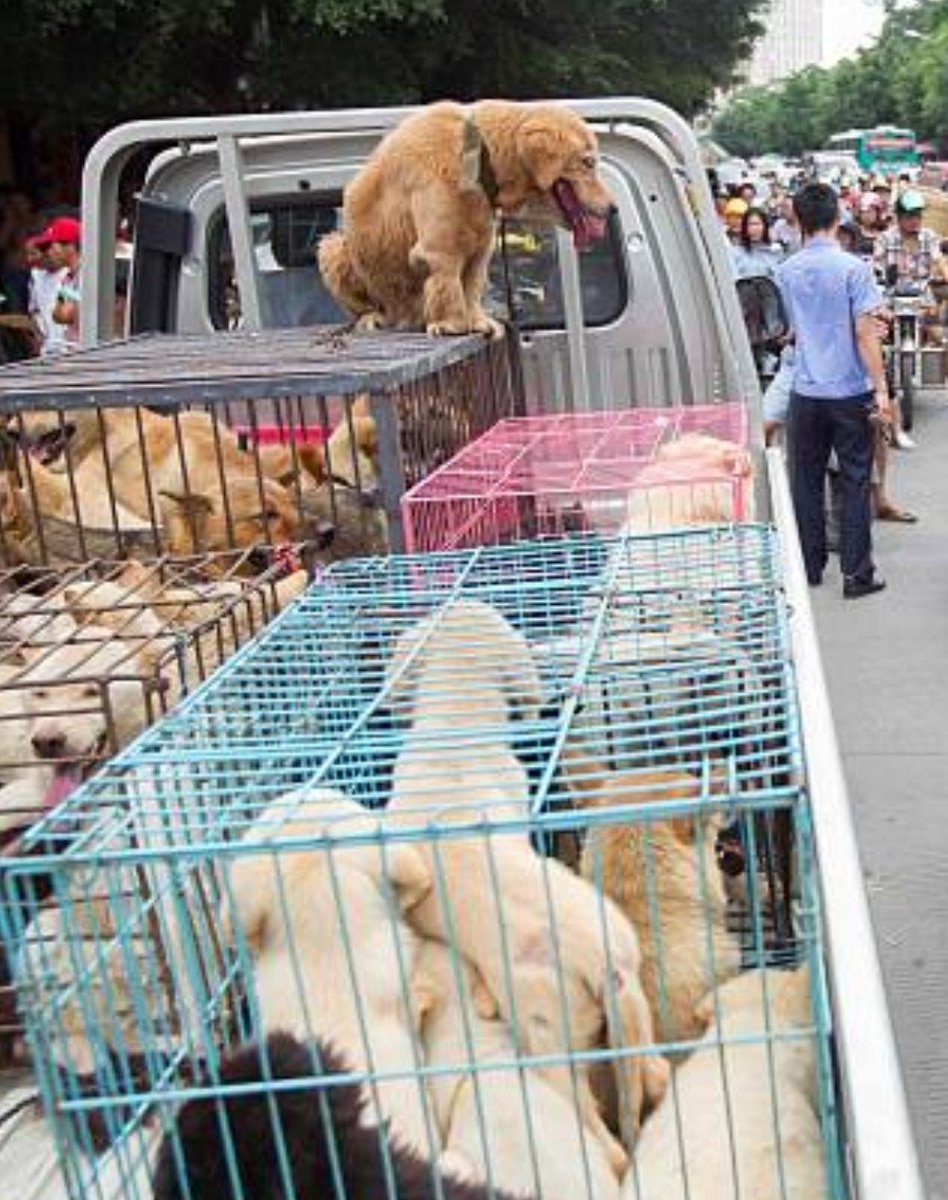 24TH JUNE 
       DAY 4
YULIN DOG MEAT FESTIVAL

MORE  DOGS IN  CRATES AWAIT    
                 THEIR FATE
      TO BE TORTURED  AND      
             SLAUGHTERED
THEN WILL BE EATEN BY HUMANS
#StopYulinDogMeatFestival
#Educate      #Inform  
#TruthAndFacts
                  💔