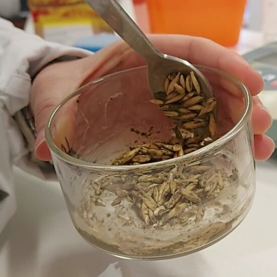 ProjectGood's tweet image. 🤝Arbuscular Mycorrhizal Fungi (AMF) seed inoculation enhances farming through: 80-100% maintained seed germination rates, up to 65% longer root growth, enhanced plant resistance to stress. Visit our AWM Repository at goodhorizon.eu/platform/awm-p… #agroecologyisgood #goodhorizon