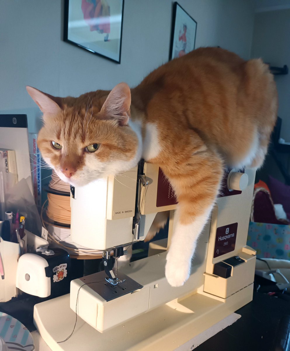 Annausagi2's tweet image. Gwynplaine is still my best helper. ❤️😽

#cat #sewingmachine