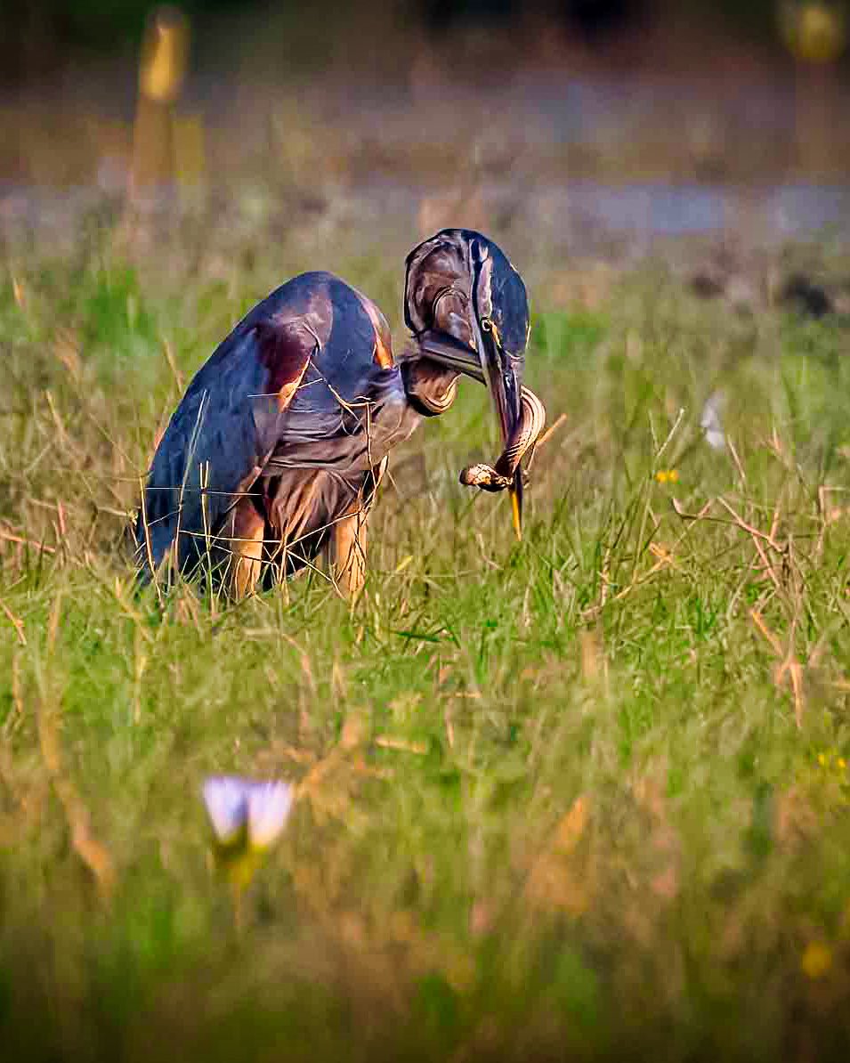uday1103's tweet image. Nature does not pick sides-it simply endures.

Survival is fierce-and fascinating. 

Odisha diaries - December 2024 

Post 95 - Manglajodi wetlands 

Nikon D500 with Nikkor 200-500 f 5.6

#nikond500 #odisha #manglajodi #IndiAves  #ThePhotoHour #birdsoﬁnstagram #birds