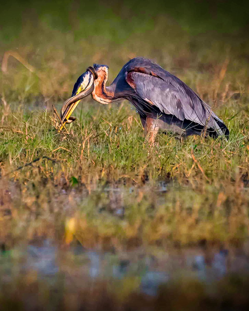 uday1103's tweet image. Nature does not pick sides-it simply endures.

Survival is fierce-and fascinating. 

Odisha diaries - December 2024 

Post 95 - Manglajodi wetlands 

Nikon D500 with Nikkor 200-500 f 5.6

#nikond500 #odisha #manglajodi #IndiAves  #ThePhotoHour #birdsoﬁnstagram #birds