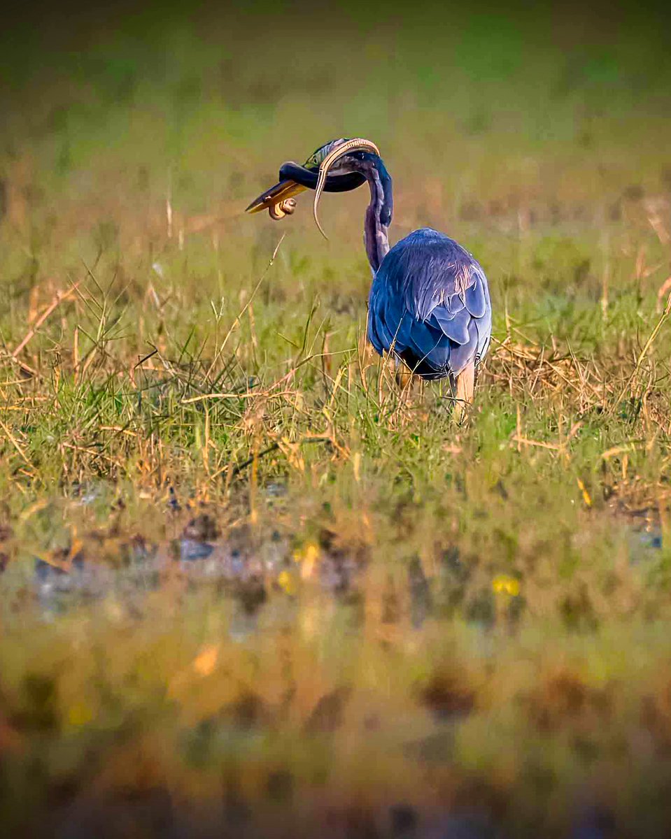 uday1103's tweet image. Nature does not pick sides-it simply endures.

Survival is fierce-and fascinating. 

Odisha diaries - December 2024 

Post 95 - Manglajodi wetlands 

Nikon D500 with Nikkor 200-500 f 5.6

#nikond500 #odisha #manglajodi #IndiAves  #ThePhotoHour #birdsoﬁnstagram #birds