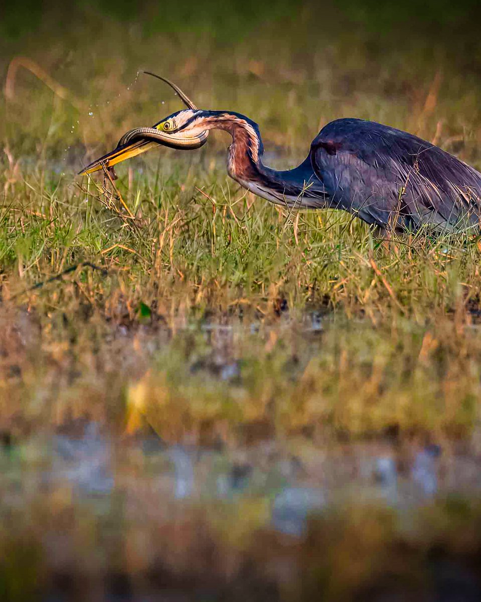 uday1103's tweet image. Nature does not pick sides-it simply endures.

Survival is fierce-and fascinating. 

Odisha diaries - December 2024 

Post 95 - Manglajodi wetlands 

Nikon D500 with Nikkor 200-500 f 5.6

#nikond500 #odisha #manglajodi #IndiAves  #ThePhotoHour #birdsoﬁnstagram #birds