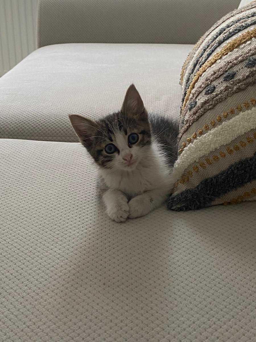minkominkom's tweet photo. Çok acil sahiplendirme ilanı - İstanbul

📍 Adı: Bıdık
🐾 Cinsiyet: Erkek
🎂 Yaş: 1.5 Aylık 
💉 Sağlık Durumu: Sağlıklı, tuvalet alışkanlığı kazandı. İç ve dış parazit aşıları yapıldı.
🏡 Karakter: Çok oyuncu, sevgi dolu, insan odaklı.
🌃 Şehir: İstanbul / Çekmeköy 

Annesi tarafından terkedilen bu miniği sokaktan aldık. Ömür boyu mutlu ve sağlıklı olacağı bir yuva arıyoruz.

İletişim:

Telefon: 0535 403 54 87
Instagram: mertcaneyuboglu