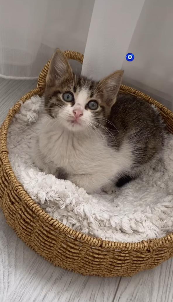 minkominkom's tweet photo. Çok acil sahiplendirme ilanı - İstanbul

📍 Adı: Bıdık
🐾 Cinsiyet: Erkek
🎂 Yaş: 1.5 Aylık 
💉 Sağlık Durumu: Sağlıklı, tuvalet alışkanlığı kazandı. İç ve dış parazit aşıları yapıldı.
🏡 Karakter: Çok oyuncu, sevgi dolu, insan odaklı.
🌃 Şehir: İstanbul / Çekmeköy 

Annesi tarafından terkedilen bu miniği sokaktan aldık. Ömür boyu mutlu ve sağlıklı olacağı bir yuva arıyoruz.

İletişim:

Telefon: 0535 403 54 87
Instagram: mertcaneyuboglu