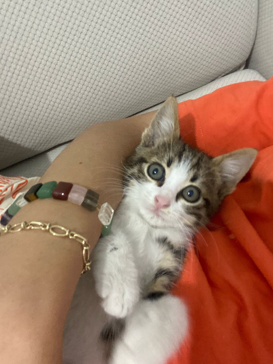 minkominkom's tweet photo. Çok acil sahiplendirme ilanı - İstanbul

📍 Adı: Bıdık
🐾 Cinsiyet: Erkek
🎂 Yaş: 1.5 Aylık 
💉 Sağlık Durumu: Sağlıklı, tuvalet alışkanlığı kazandı. İç ve dış parazit aşıları yapıldı.
🏡 Karakter: Çok oyuncu, sevgi dolu, insan odaklı.
🌃 Şehir: İstanbul / Çekmeköy 

Annesi tarafından terkedilen bu miniği sokaktan aldık. Ömür boyu mutlu ve sağlıklı olacağı bir yuva arıyoruz.

İletişim:

Telefon: 0535 403 54 87
Instagram: mertcaneyuboglu