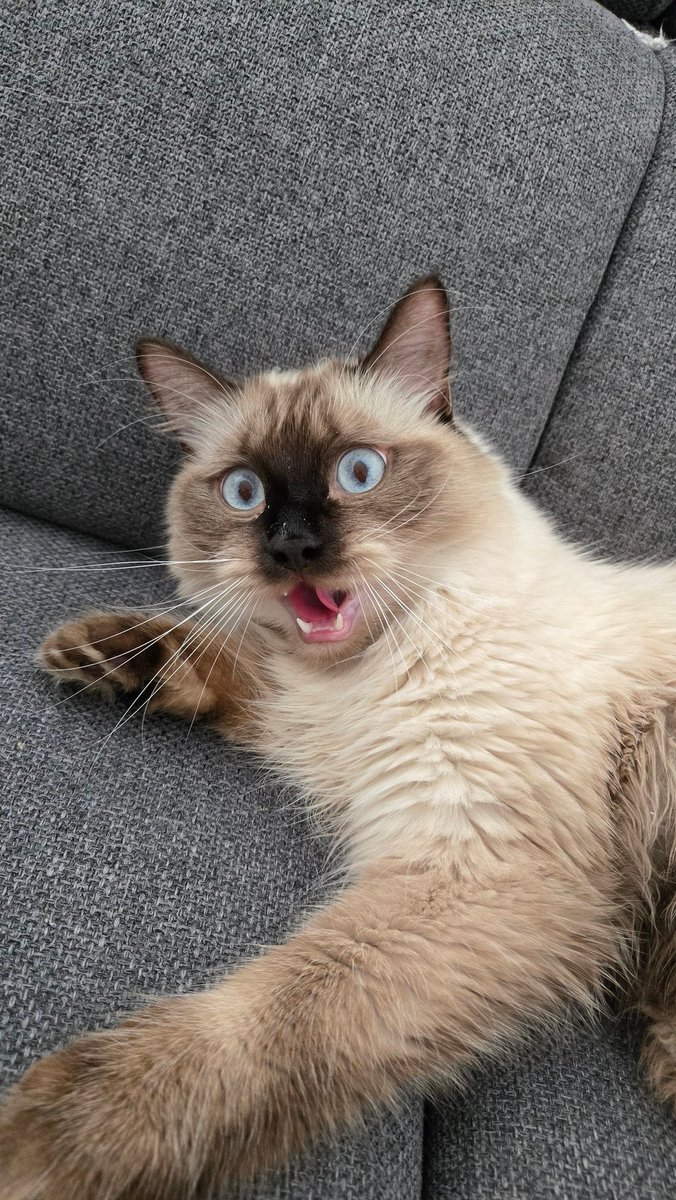 Astray0609's tweet photo. Le petit chat est choqué ! https://t.co/28g8Ey7yfs
