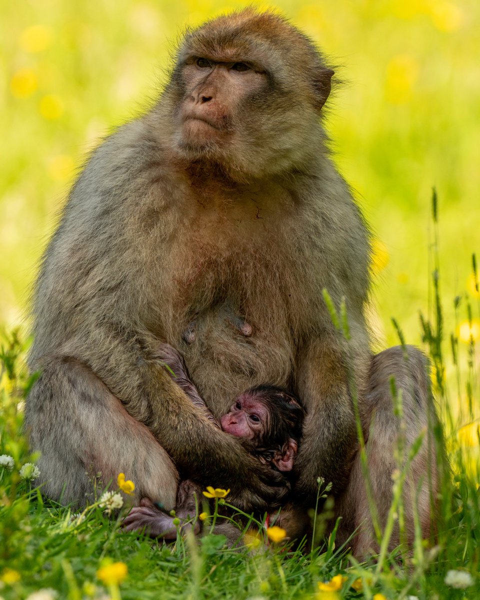 Trentham Monkey Forest tweet media