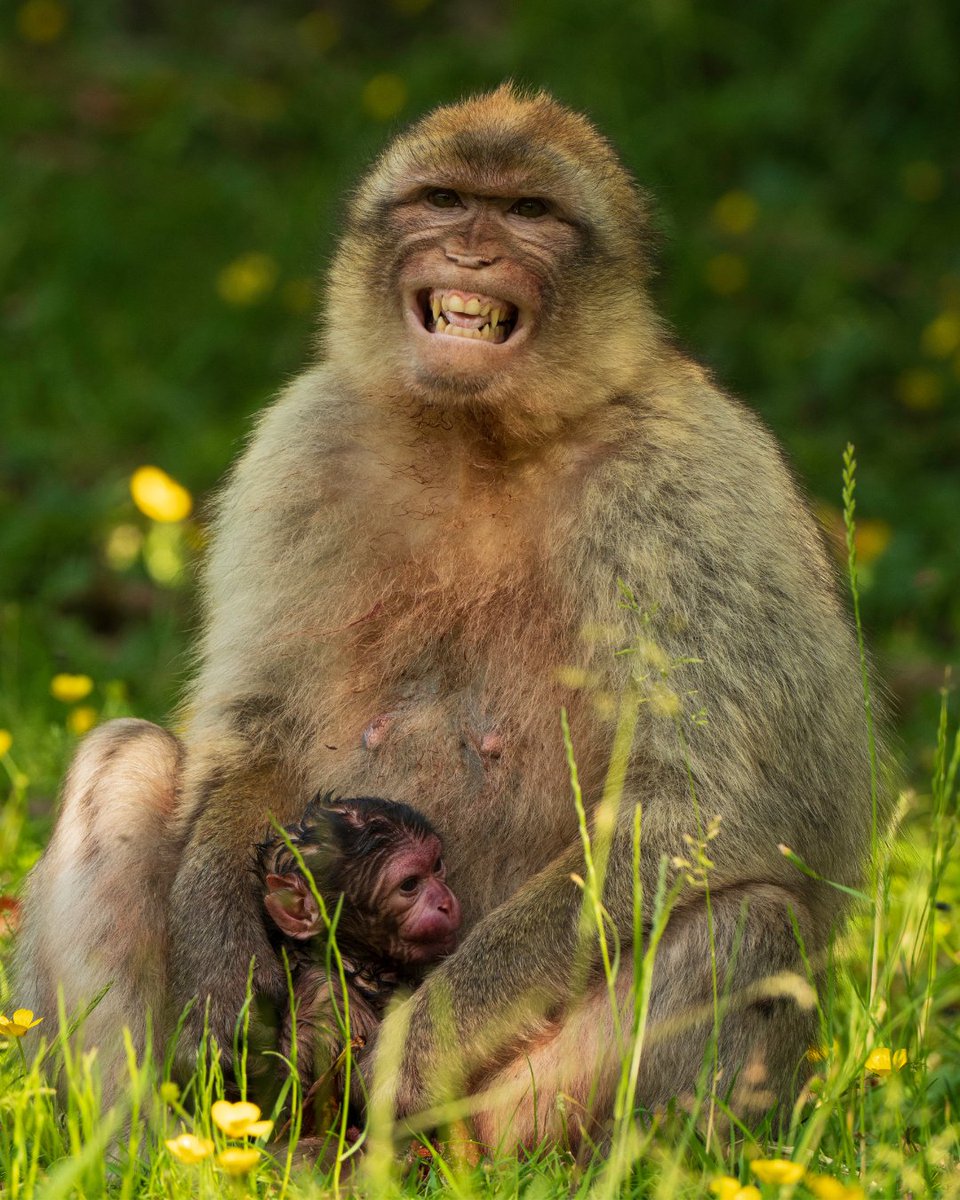 Trentham Monkey Forest tweet media