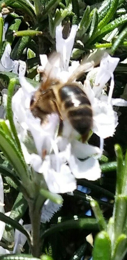 ¡IN FRAGANTI!😊🐝