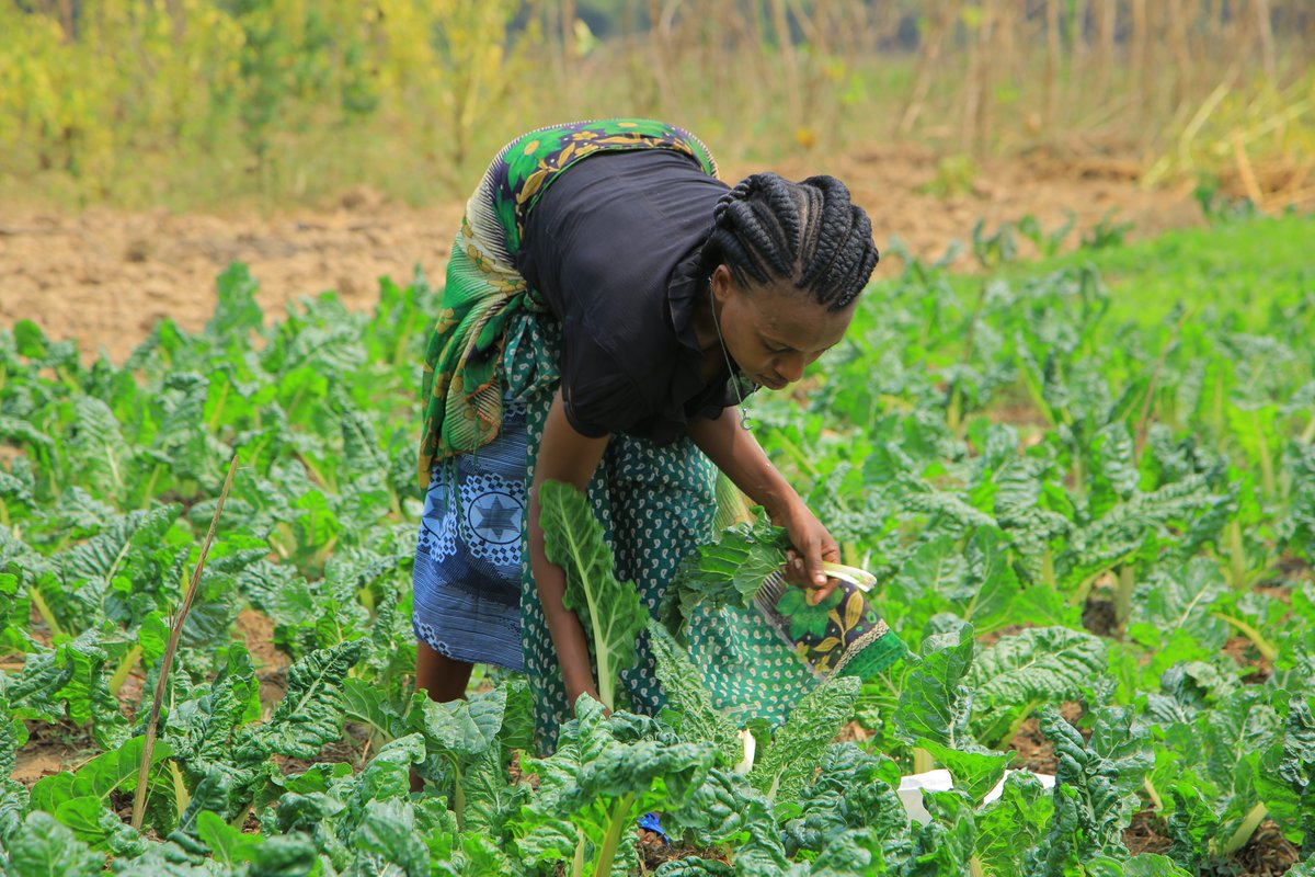 APEFA (@apefango) on Twitter photo #RwandaAgriShow2025
Meet Olive Mutimanama, a farmer from the YAHOPROC Cooperative, Ngoma Sector, <a href="/rulindodistrict/">Rulindo District</a> . Olive expressed gratitude to APEFA for providing irrigation equipment to the cooperative, which has enabled them to water their vegetable and fruit crops. #RwandaAgriShow2025
Meet Olive Mutimanama, a farmer from the YAHOPROC Cooperative, Ngoma Sector, <a href="/rulindodistrict/">Rulindo District</a> . Olive expressed gratitude to APEFA for providing irrigation equipment to the cooperative, which has enabled them to water their vegetable and fruit crops.