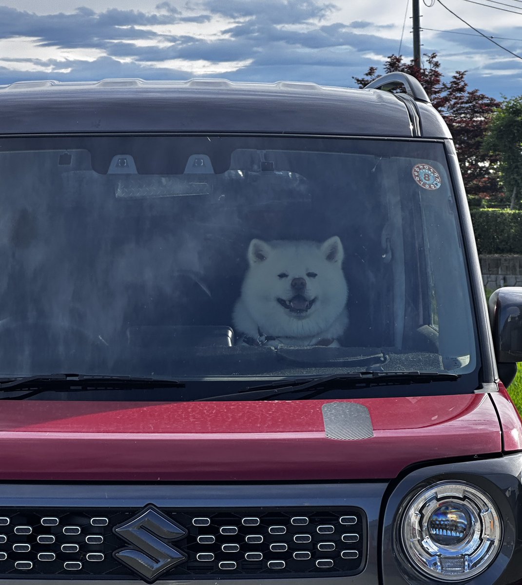 振り向いたらコレだもの🤣💕💕

 #秋田犬
