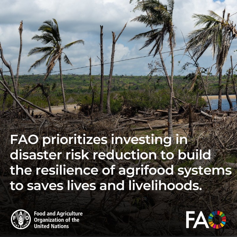 FAOemergencies's tweet photo. Increasing disasters are disrupting agrifood systems, hitting vulnerable populations hardest.

@FAO prioritizes disaster risk reduction to build resilience.  

Scaling up #DisasterRiskReduction and #AnticipatoryAction is key to achieving food security.  

https://t.co/kEwsrdauFm https://t.co/FRq4CLcRYM