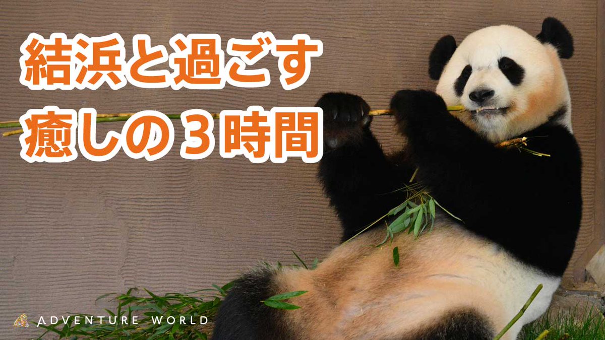 ＼🐼Youtube更新🐼／

パンダラブで過ごす結浜の様子をお届け♪
たっぷり3時間、結浜とのんびり過ごしませんか？

▽視聴はこちらから
youtu.be/P9jkNPFkFps?si…