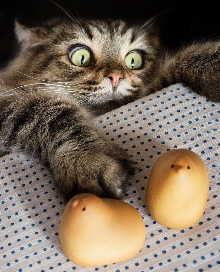 kawasemi_11's tweet image. お疲れさんです。お疲れさんどす。お疲れさんどすこい #銘菓ひよこ