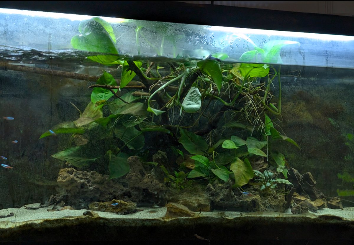 Mrflibbie's tweet image. 55 gal aquascape