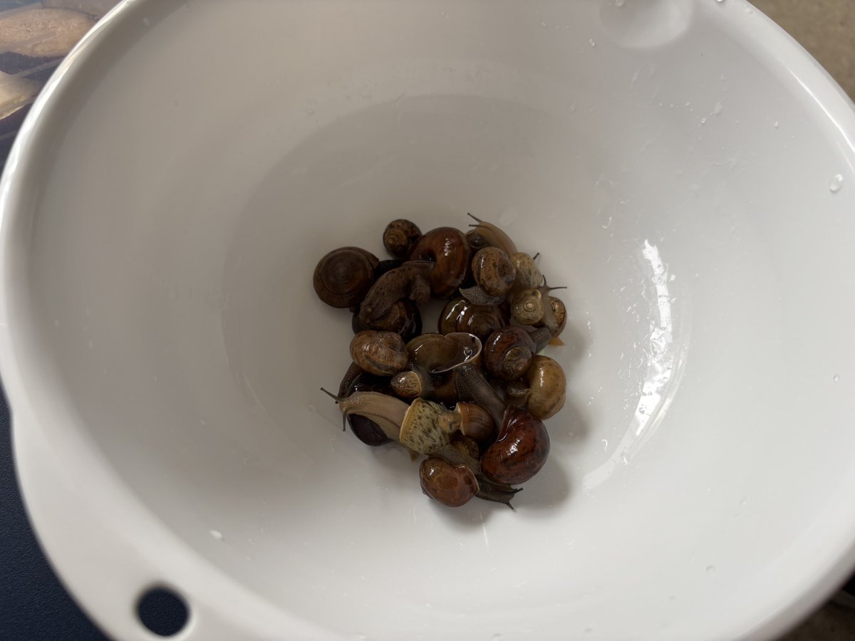 Soda_Limer's tweet photo. 伝統的な琉球料理の一つ
カタツムリの汁物(ちんなんじる)を作って食べました。

ひぇぇと思いながら作ったけど、食べてみるとあらびっくり貝で美味しかったです。

なお、道連れは530さんです。
@530_GOSAMARU https://t.co/svoDEWWT6R