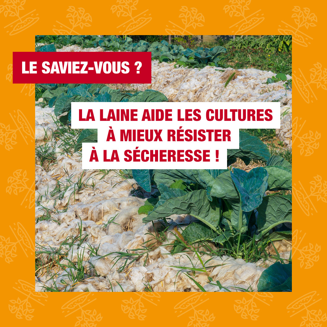 [LE SAVIEZ-VOUS ?]

La laine peut aussi aider les cultures à mieux résister à la sécheresse ! 🌞

Capable de retenir jusqu’à 30 fois son poids en eau, elle libère progressivement l’humidité dans le sol, limite la pression des adventices et peut même fournir des nutriments en se