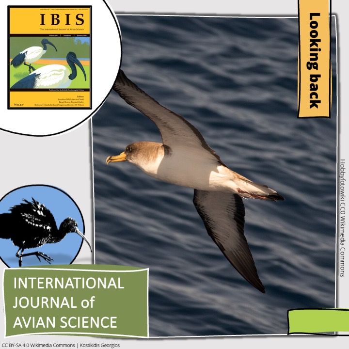 LOOKING BACK in IBIS

Colony attendance and moult pattern of Cory's Shearwaters (Calonectris borealis) differing in breeding status and age | onlinelibrary.wiley.com/doi/abs/10.111…

Letizia Campioni, Sofia Bolumar Roda, Hany Alonso, Paulo Catry, José Pedro Granadeiro | #ornithology