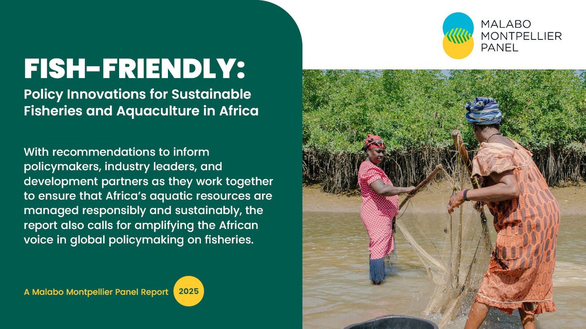 MaMoPanel's tweet photo. According to @MaMoPanel’s #FishFriendly report several African governments have developed comprehensive policy frameworks to address the challenges slowing the development of their fisheries and aquaculture sectors. However, such efforts need to be expanded and intensified to strengthen fisheries and aquaculture value chains, transform Africa’s aquatic food systems, and contribute to broad economic growth.
More: https://t.co/Ka7O0cuIY7