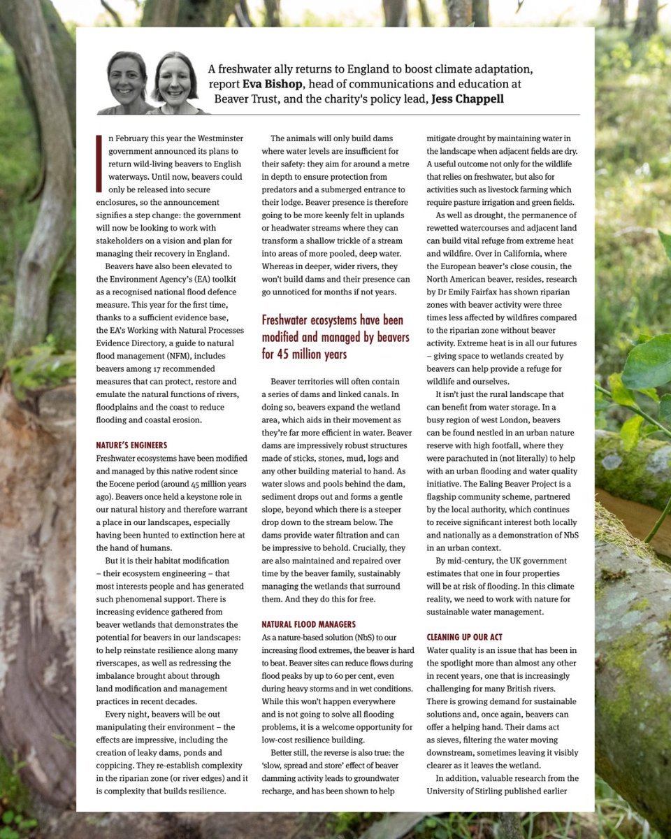 BeaverTrust's tweet image. This year marked a pivotal shift in environmental policy: wild-living beavers are now officially allowed to return to English waterways.
@evabishop & Jess Chappell dive into what it means for nature, people & climate resilience - featured in @CIWEM’s summer magazine.